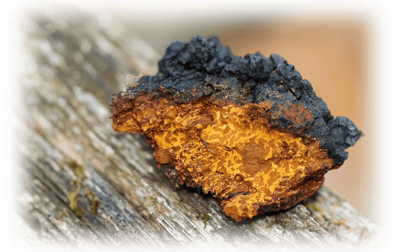 Chaga concassé