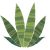 Petit cactus